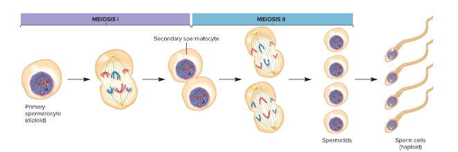 <p>The process of sperm production that starts with a diploid primary spermatocyte. Following meiosis 1 and 2, spermatids then mature haploid sperm cells are produced. This is a continuous process in males, enabling males to produce several hundred million sperm per day.</p>