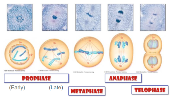 <p>Animal cells must undergo </p><ul><li><p>grow in size; increase ATP and protein production</p></li><li><p>double the amount of DNA</p></li><li><p>double the organelles</p></li><li><p>ensure daughter cells get half</p></li></ul><p>Interphase is 90% of cell division; it has 3 stages</p><ul><li><p>G1: growth of cell &amp; increase in cytoplasmic contents</p></li><li><p>S: DNA is doubled (chromosomes duplicate)</p></li><li><p>G2: growth of cell and increase in cytoplasmic content.</p></li></ul>