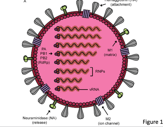 * codetermined by the identity of its 2 envelope glycoproteins:
  * hemagglutinin (HA or H)
  * neuraminidase (NA or N)
