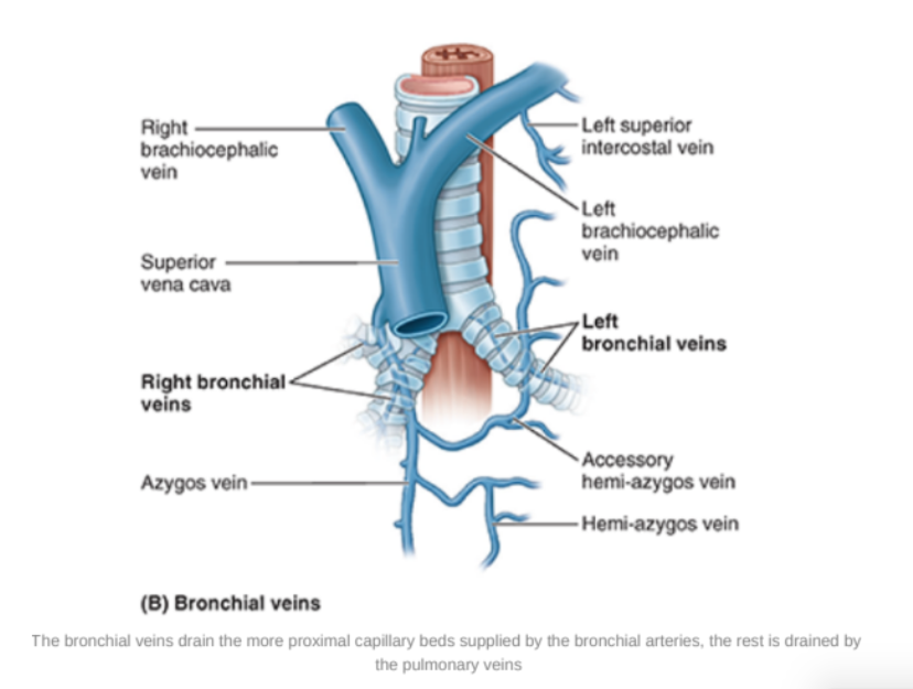 <ul><li><p>Right bronchial vein drains into the azygos vein</p></li><li><p>Left bronchial vein drains into the accessory hemi-azygos or left superior intercostal vein</p></li><li><p>Bronchial veins also receive some blood from esophageal veins </p></li></ul>
