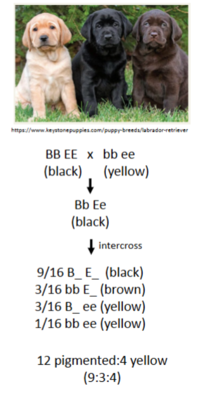 <p>Lab coat color depends on pigment production (‘first’ locus), then pigment deposition (‘second’ locus)</p><p>Gene actions must happen in sequence: pigment must be produced before it can be deposited</p><p>Black is dominant to brown (BB bb) = hypostatic gene</p><p>Deposition is dominant to non-deposition (EE ee) = epistatic gene</p>