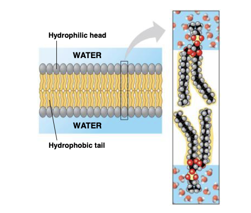 %%Function%% : keep outside out and inside in ( this is b/c selective permeability)

^^Structure^^ : phospholipid bilayers 