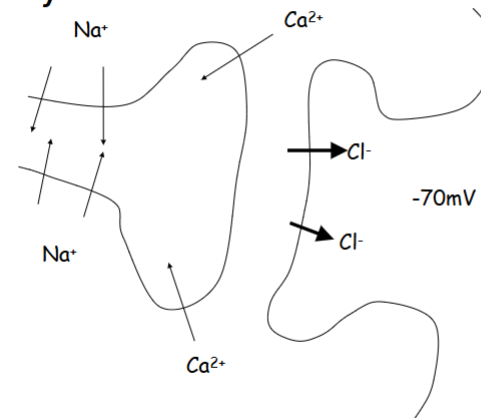 <p>Is this an excitatory transmission or an inhibitory transmission</p>