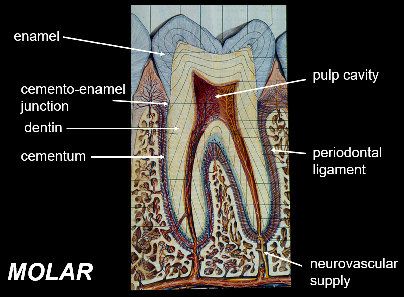 <p><span>Dentin is the predominant tissue of the tooth; is a hard tissue that makes up the majority of the tooth structure, surrounding the pulp chamber and extending throughout the tooth.</span></p>