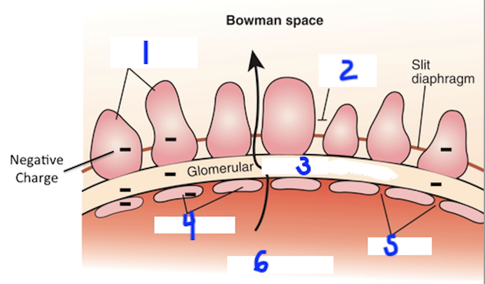 <p>6</p>