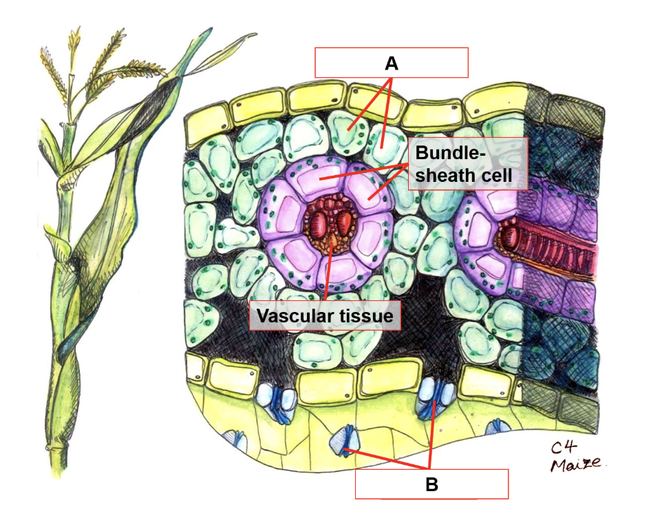 <p><span><span>The illustration above shows a cross-section of a C</span></span><sub>4</sub><span><span>&nbsp;plant leaf. Bundle-sheath cells are packed tightly around vascular tissue. </span><strong><span>Which structures transport water from the roots to the photosynthetic cells?</span></strong></span></p>