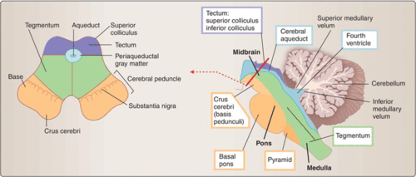 <p>1. tectum</p><p>2. ventricular system</p><p>3. tegmentum</p><p>4. basal portion</p>