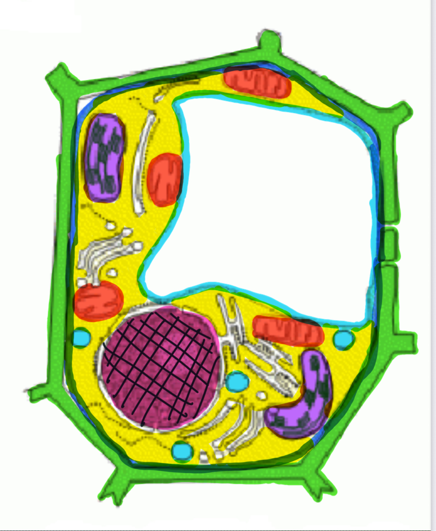 <p><span>• Paroi cellulosique</span></p><p><span>   Permet la protection et la rigidité </span></p><p><span>• Membrane cellulaire</span></p><p><span>• Cytoplasme</span></p><p><span>• Membrane nucléaire</span></p><p><span>• Noyau</span></p><p><span>• Mitochondries</span></p><p><span>• Vacuole</span></p><p><span>• Chloroplastes</span></p><p><span>    Permettent la photosynthèse </span></p>