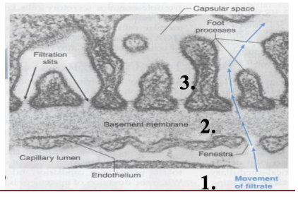 <ol><li><p>capillary endothelium (50x more leaky than other typical capillary bed)</p></li><li><p>basement membrane (negative charge)</p></li><li><p>bowmans epithelium (i.e. podocytes</p></li></ol><p></p>