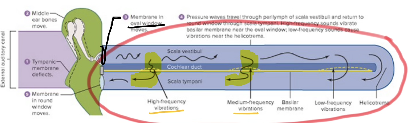 <p>Sound Waves Working</p>