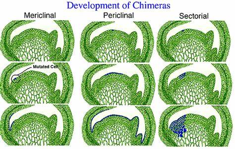 <ol><li><p><u><strong>Mericlinal</strong></u> – genetically different tissue is found <u><strong>in</strong></u> <u><strong>part of</strong></u> <strong>a</strong> <u><strong>single meristem layer</strong></u></p><p></p></li><li><p><u><strong>Sectorial</strong></u> – genetically different tissue found <u><strong>in</strong></u> <u><strong>part of</strong></u> <u><strong>all</strong></u> <strong>meristem layers</strong></p><p></p></li><li><p><u><strong>Periclinal</strong></u> – genetically different tissue makes up <u><strong>one entire meristem layer</strong></u> (LI meristem here)</p></li></ol>