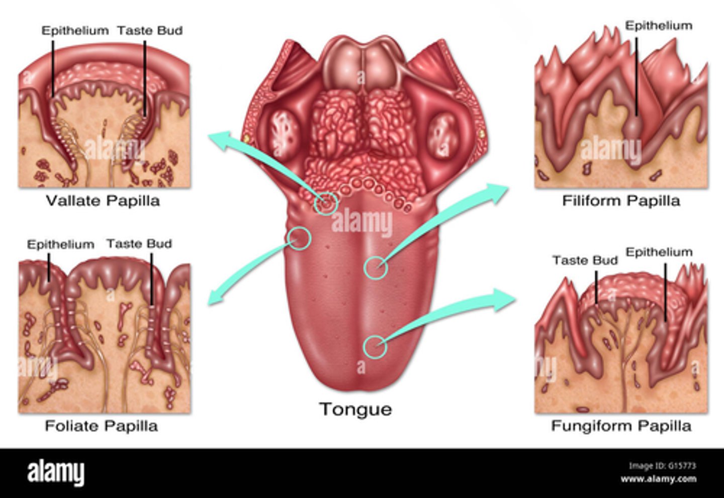 <p>They gather taste information from the foliate and vallate papillae.</p><p>types of papillae: </p><p>1. foliate</p><p>2. vallate</p>