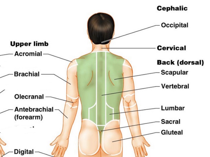 <ol><li><p><span>Upper limb</span></p></li><li><p><span>Acromial</span></p></li><li><p><span>Brachial</span></p></li><li><p><span>Olecranal</span></p></li><li><p><span>Antebrachial</span></p><p><span>(forearm)</span></p></li><li><p><span>Digital</span></p></li><li><p><span>Cephalic</span></p></li><li><p><span>Occipital</span></p></li><li><p><span>Cervical</span></p></li><li><p><span>Back (dorsal)</span></p></li><li><p><span>Scapular</span></p></li><li><p><span>Vertebral</span></p></li><li><p><span>Lumbar</span></p></li><li><p><span>Sacral</span></p></li><li><p><span>Gluteal</span></p></li></ol>