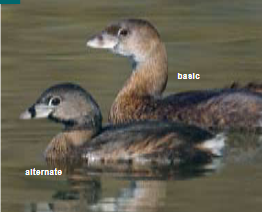 <p><span><span>Podilymbus podiceps</span></span></p>