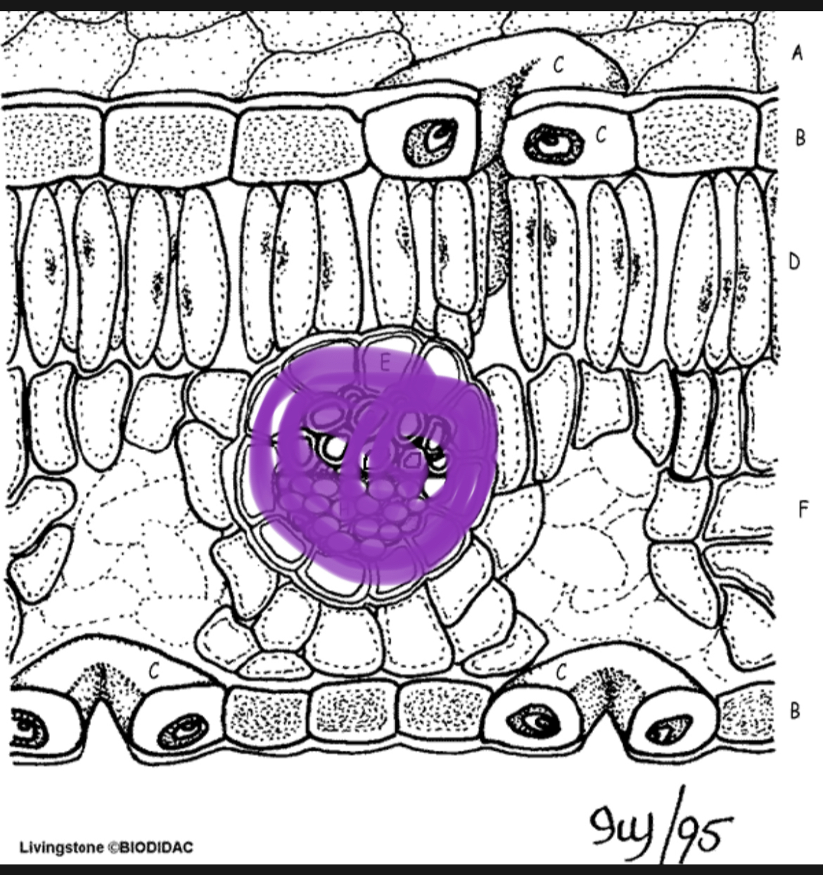 <p>vascular bundle</p>