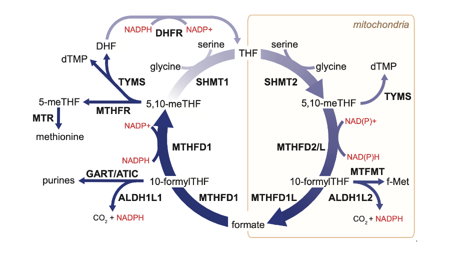 <p>block cell division by <strong>depleting 10-formylTHF levels </strong>and <strong>inhibiting purine synthesis</strong></p>