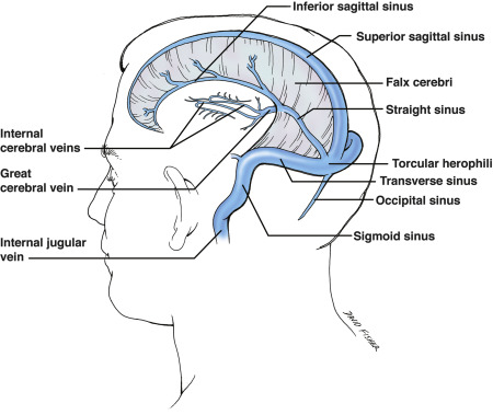 <p>false- The inferior sagittal sinus is the inferior free border of the <strong>falx cerebri</strong><br></p>