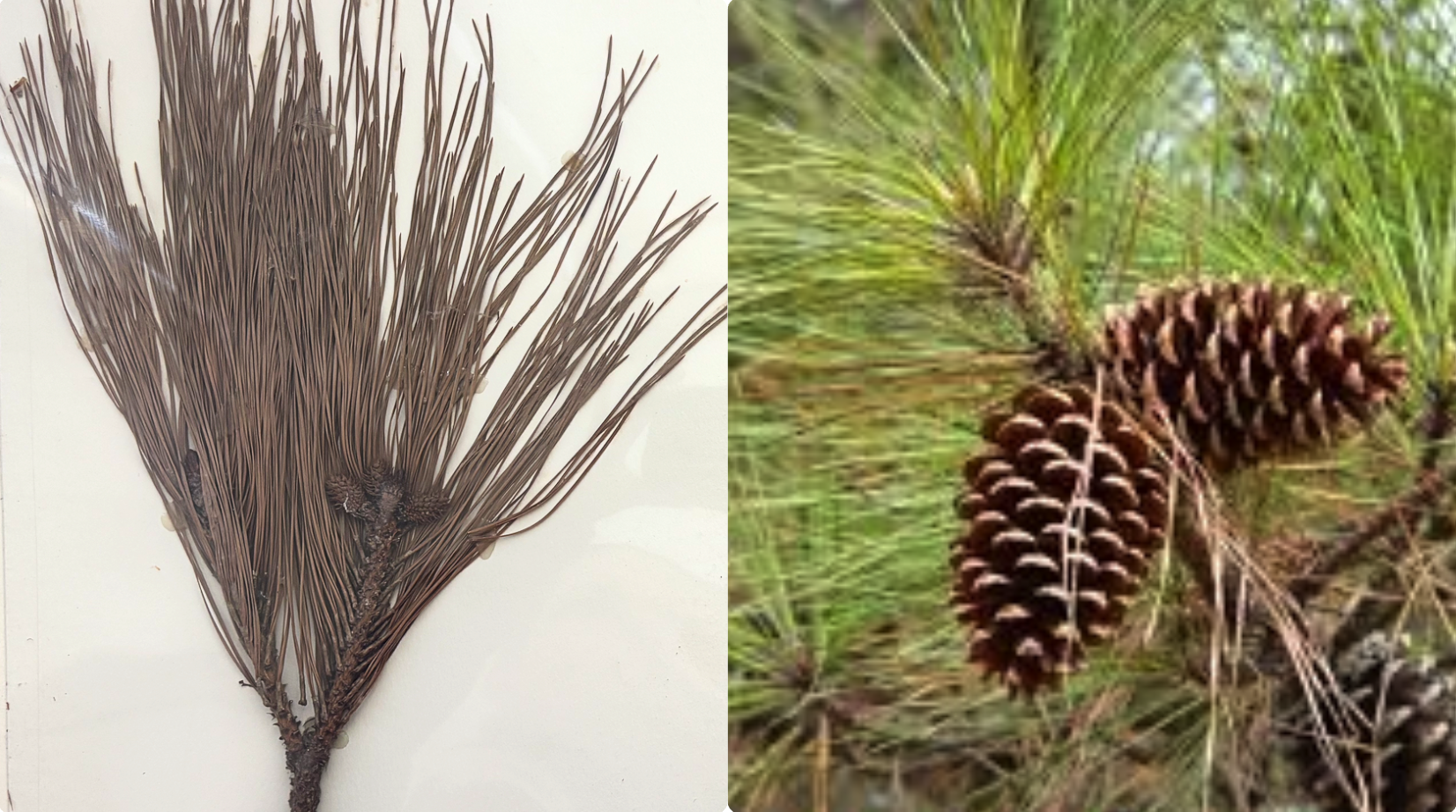 <p>Needles 7-11 cm long</p><p><strong>Usually 3 needles per bundle</strong></p><p>Terminal buds brownish (1-1.2cm long)</p><p>Bundle sheath less that 2 cm long</p><p>Seed with body 5-7 mm long, wing 12-20 mm long</p><p><strong>Bark without resin pockets</strong></p><p><strong>Needles yellow-grayish-green, not clossy</strong></p><p><strong>Seed cones sessile, mostly dull brown, surface of exposed thickened apical portion of seed cone dull</strong></p><p><strong>Pollen cones yellow-brown (2-4 cm long)</strong></p><p><strong>Mature seed cones 16-18 cm long</strong></p>