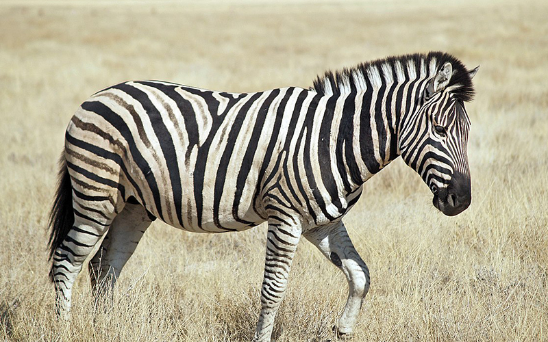 <p><strong>For example, if the teacher says this first:&nbsp;</strong></p><p><em>“I see an animal… it’s from Africa… it has black and white stripes!” “What animal can I see?”</em></p><p><strong>And, then shows them this picture:</strong></p><p>It is almost certain that at least one student will know that this animal is a zebra.&nbsp;</p><p>Provide your students with visual and spoken clues so that they can draw on their prior knowledge to try to tell you the word. Only once students have had a chance to tell you the word, do you say it yourself.</p>