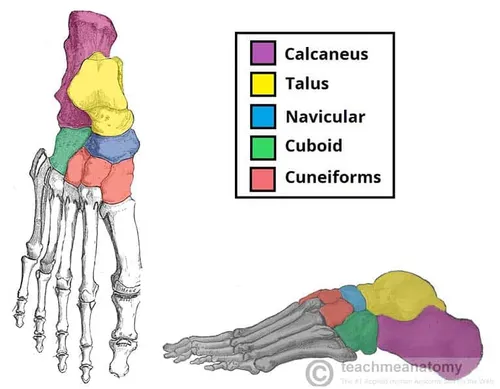 <p>distal to the talus</p><p>also weirdly, sort of borders and touches all the cunieforms</p>