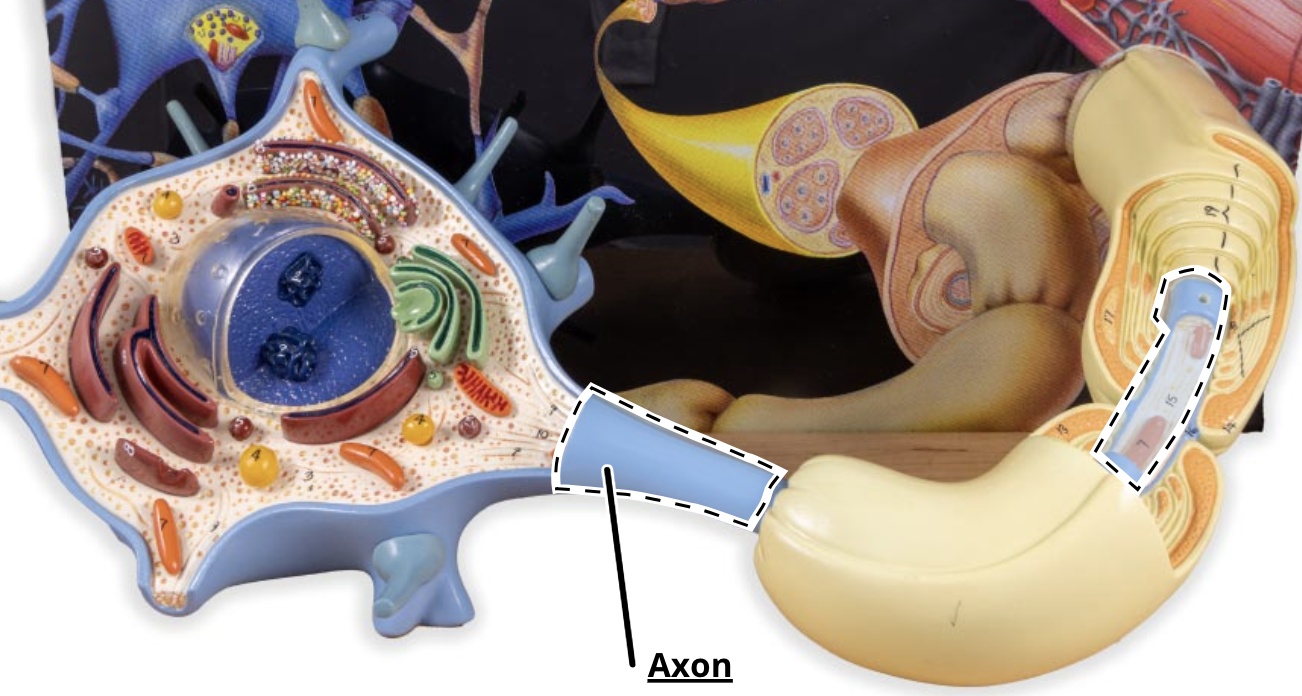 <p>A threadlike extension of a neuron that carries nerve impulses AWAY from the cell body.</p>