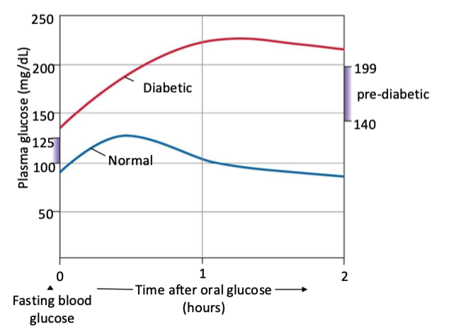 <p>without → should see a spike in blood glucose levels that comes down and returns to normal after couple hours</p><p></p><p>with type 1 AND/OR 2 → diabetes (it doesn't matter in this case if it's type 1 or 2), their body would not be able to properly partake in its absorptive state actions, including breaking down glucose. So their blood glucose levels would spike and stay higher for significantly longer</p>