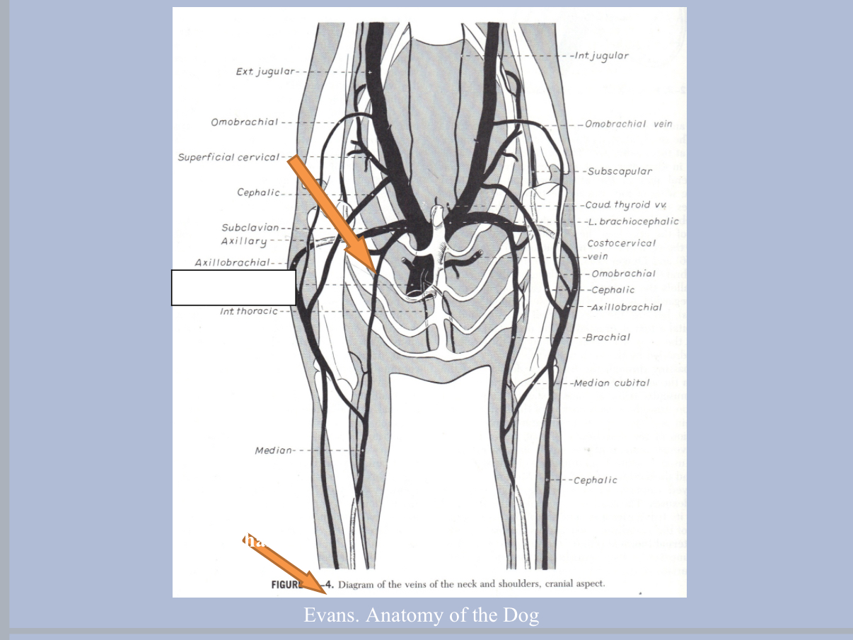 <p>Sites for Venipuncture: Dogs</p>