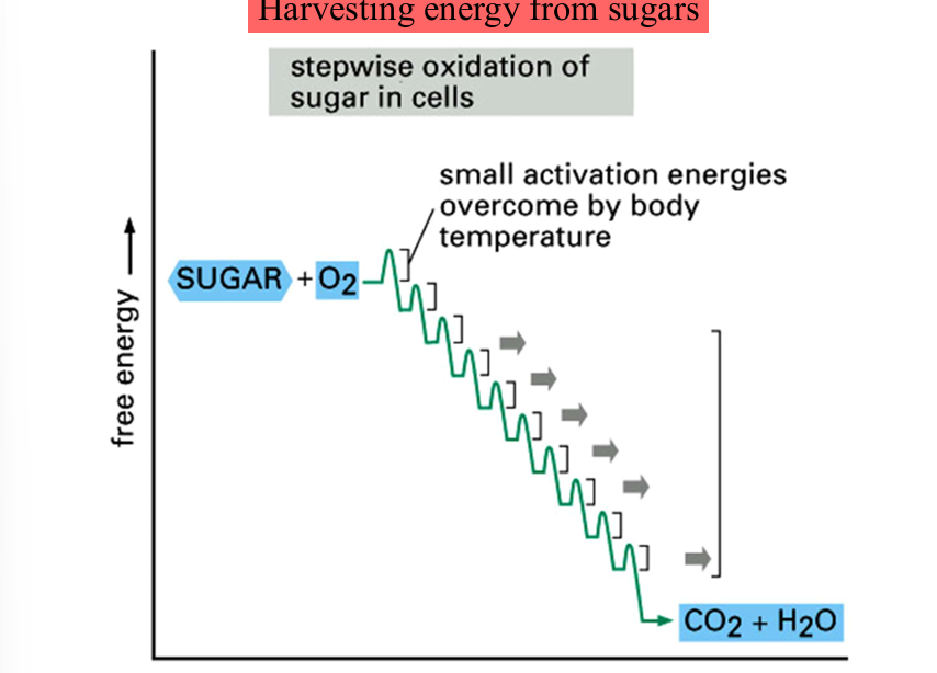 <p>slow burning: gradually releasing small pockets of energy</p><p>activation energies are lowered by enzymes</p>