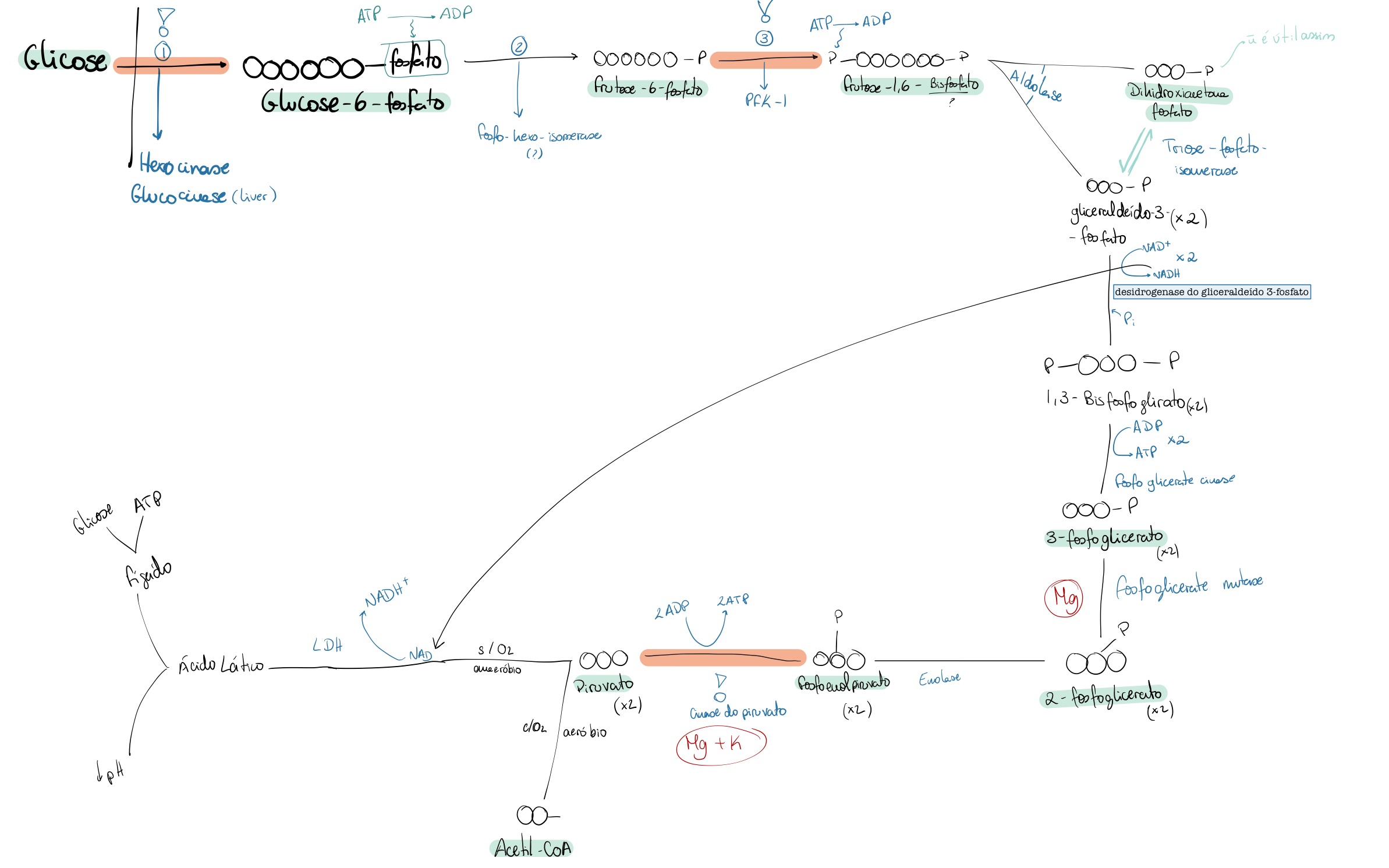 <p>Mg - 3-fosfoglicerato → 2-fosfoglicerato</p><p>Mg e K → fosfoenolpiruvato →piruvato</p>