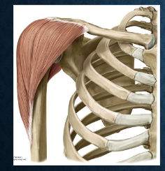 <p>what muscle is this? functions? </p>