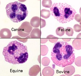 <p>What are these cells? What do they indicate?</p>