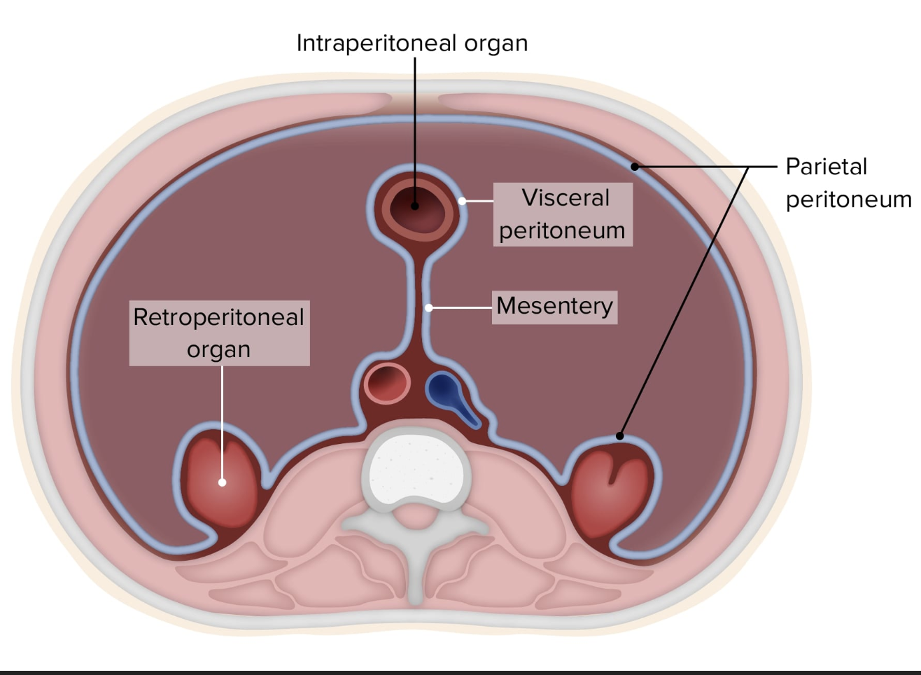 <p><span>lesser omentum attaches to the lever to the less curvature, greater omentum attaches the greater curvature to the posterior body wall, contains fat to insulate, cushion, and protect abdominal organs</span></p>
