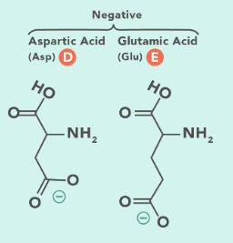 <p>Glutamic acid and aspartic acid</p><p>(Their conjugate bases have a negatively charged oxygen).</p>