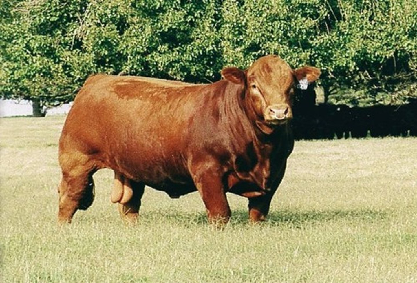 <p>- Beef production<br>- European<br>- Yellow to gold with lighter circles around the eyes and muzzle<br>- Pale hooves</p>