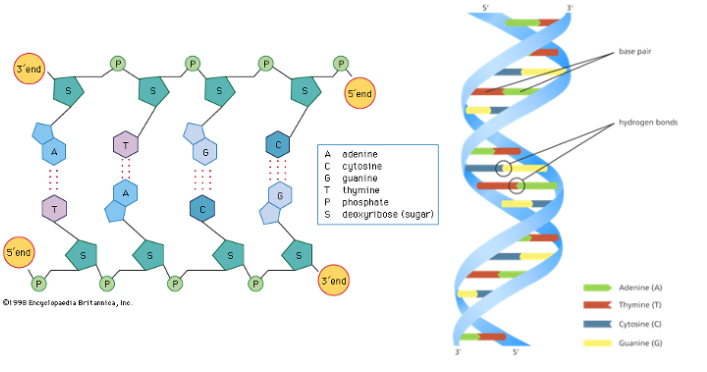 STRUCTURE OF DNA