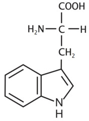 <p>Non-Polar aromatic; Contains 2 amines but is still neutral at pH 7 (similar exception trp, gln, asn)</p>