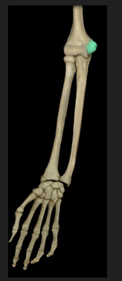 <p><span style="font-family: Arial, sans-serif; color: rgb(45, 59, 69)">located on the distal end of the humerus superior to the trochlea</span></p>