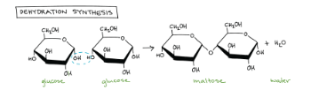 <p><span style="background-color: transparent; font-family: "Times New Roman", serif;"><span>Draw a model that shows dehydration synthesis.&nbsp; Label the reactants and products.&nbsp;</span></span></p>