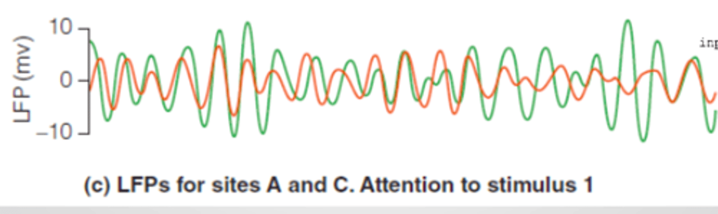 <p>LFP's for sites A and C are synchronized.</p>