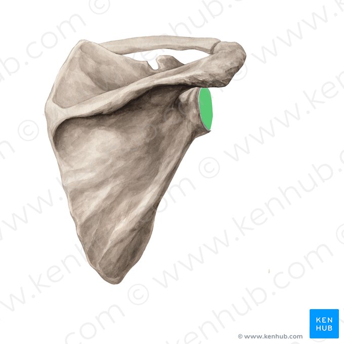 <p>Gelenkpfanne des Schulterblatts</p><ul><li><p>gebildet von oberem und äußerem Rand</p></li></ul><p></p>