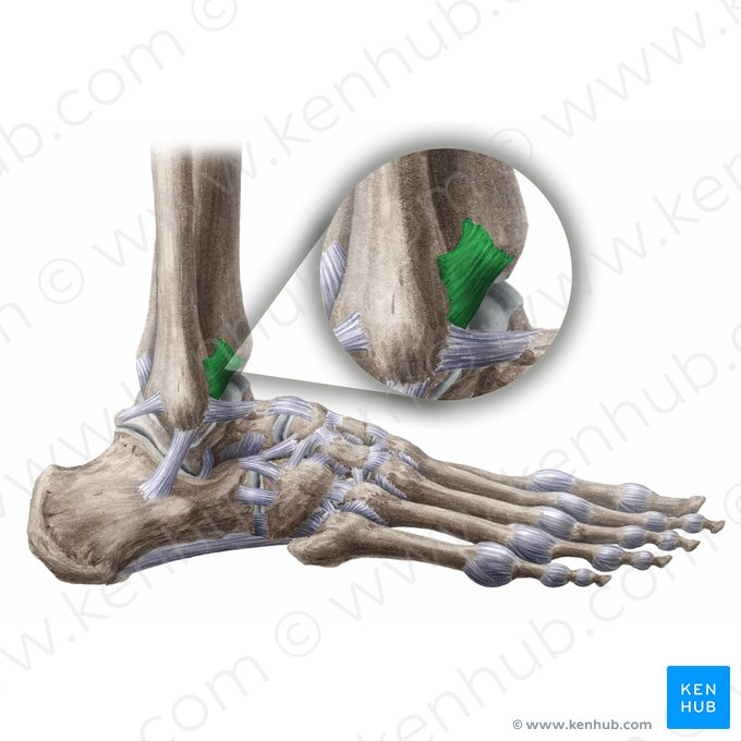<ul><li><p>A type of <strong><u>fibrous tissue</u></strong>, specifically classified as a <strong><em><u><mark data-color="yellow" style="background-color: yellow; color: inherit;">syndesmosis</mark></u></em></strong> </p></li><li><p>Made of a broad sheet of ligament that allows some movement between adj. bones&nbsp;</p></li><li><p><strong><em><u>Ex.</u></em></strong> the distal tibiofibular joint&nbsp;</p></li></ul><p></p>