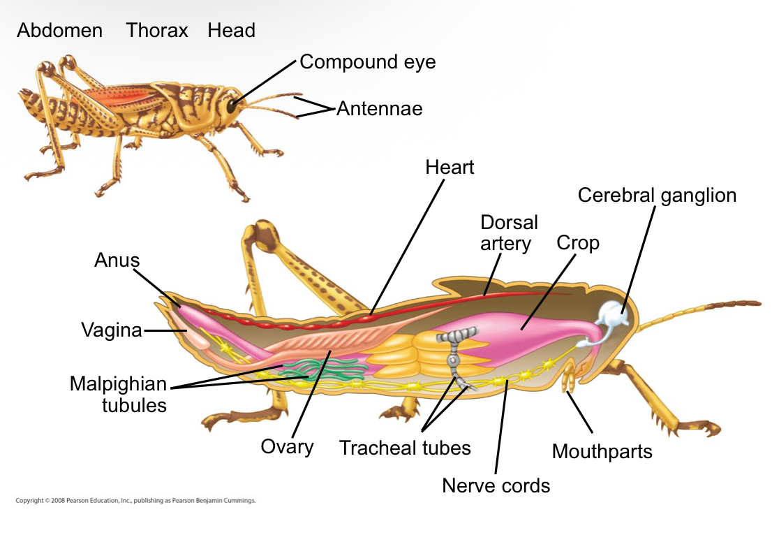 <p>What does the internal anatomy of an insect include?</p>