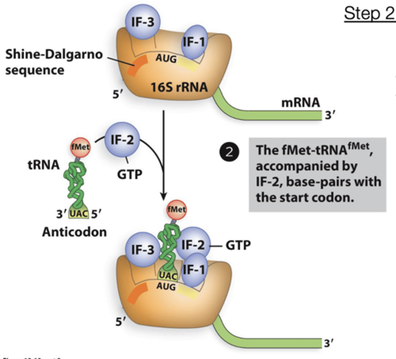 <p>DNA unwinds near the transcription start site to form the open promoter complex</p>