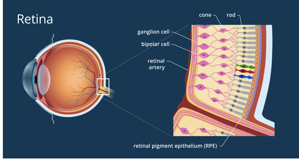 <ol><li><p>The retina is approx 0.55 mm thick and lines the back of the eye. Retina consist of:</p></li></ol><ul><li><p>single cell pigmented epithelium</p></li><li><p>rods &amp; cones: photoreceptor neurons</p></li><li><p>layer of other neurons</p></li></ul><p></p>