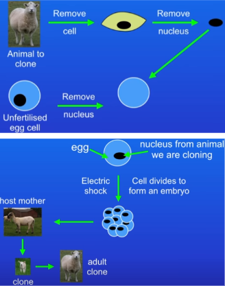 <p>Sheep:</p><ol><li><p>remove cell from wanted animal (skin cell)</p></li><li><p>remove nucleus from cell - nucleus has genetic info from the animal</p></li><li><p>take unfertilised egg cell from same species and remove its nucleus and discard</p></li><li><p>insert nucleus from original adult body cell into empty egg cell = egg only has DNA from the animal we are cloning</p></li><li><p>electric shock the egg to make it divide and form and embryo with the same DNA as the adult skin cell we started with</p></li><li><p>once embryo develops into a ball of cells, we insert it into the womb of an adult female and continue its development</p></li><li><p>host mother gives birth to clone</p><ul><li><p>clone looks nothing like host mother because it has none of her DNA</p></li></ul></li></ol><p>Benefit: since we are cloning from an adult, we know the characteristics that the clone will have</p>