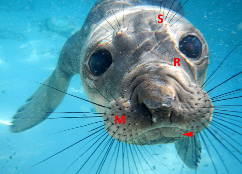 S=supraorbital
R=rhinal
M=mystaciak
bottom one is labial
