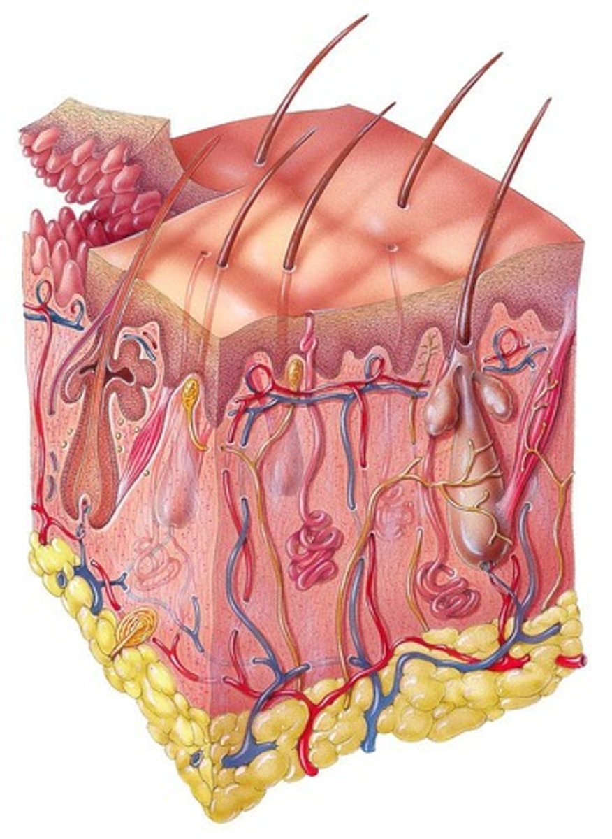 <p>Includes skin and accessory structures.</p>