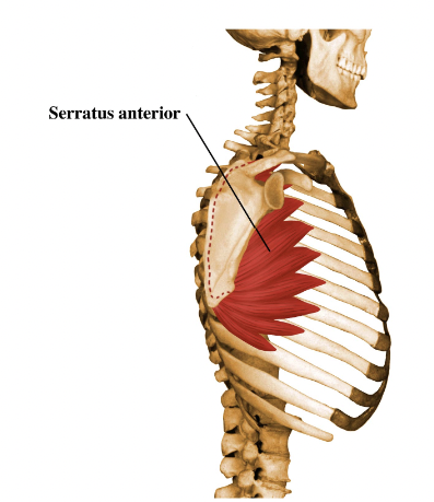 <p><u>Origin</u></p><p>Superior surfaces of upper 9 ribs.</p>