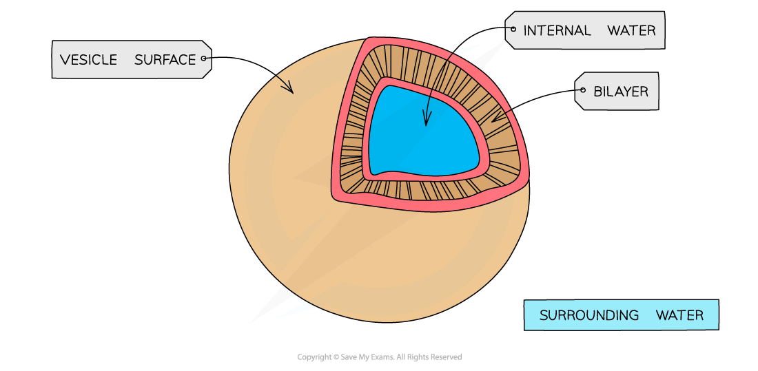 <p>Vesicle</p>