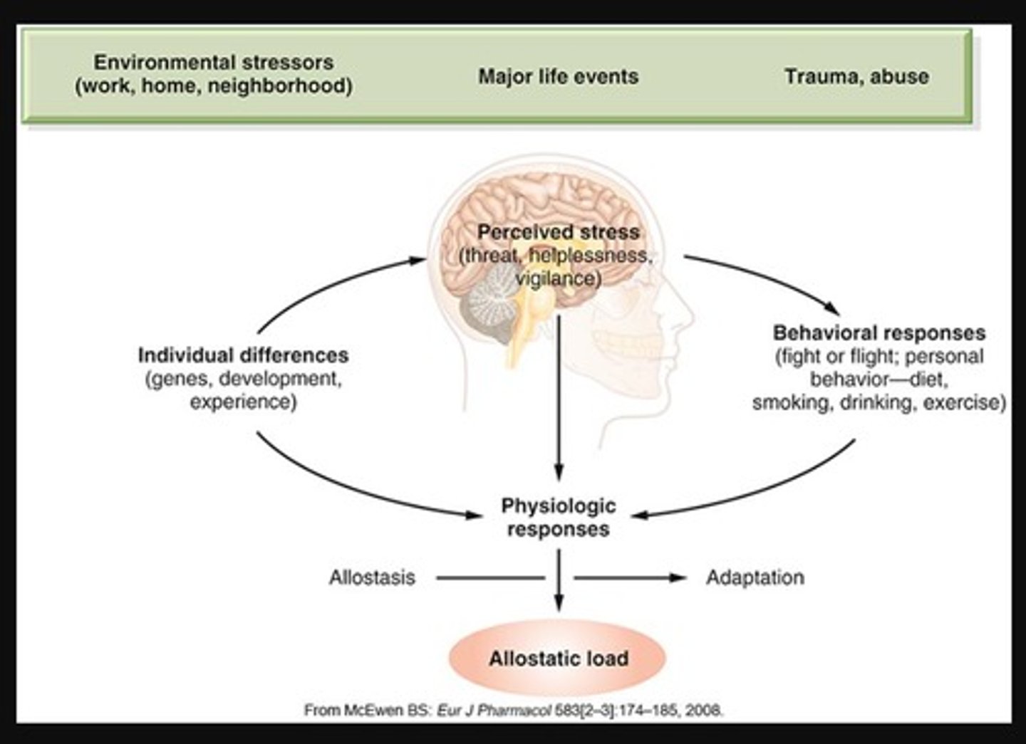 <p>A model describing the body's response to stress, which includes three stages: alarm, resistance, and exhaustion.</p>